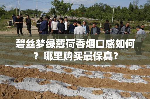 碧丝梦绿薄荷香烟口感如何？哪里购买最保真？